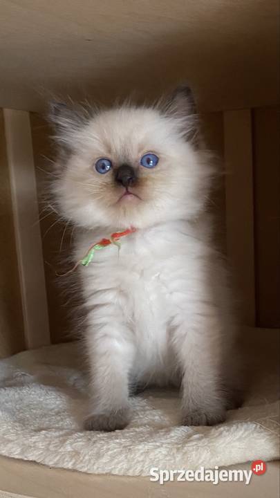 Mocurek Ragdoll z rodowodem FPL Rzeszów