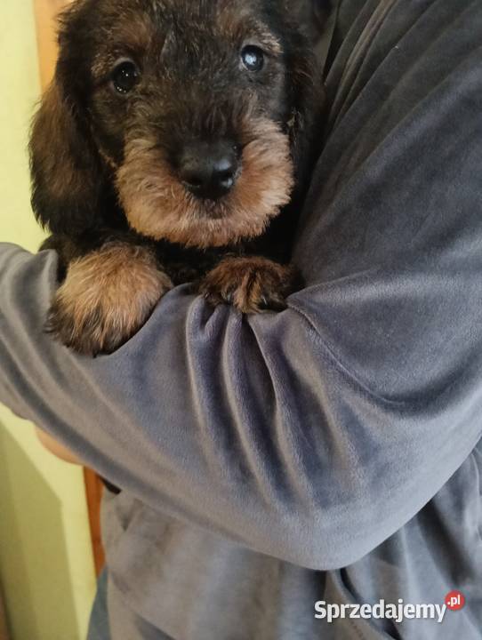 Jamnik szorstkowłosy Rożnowo