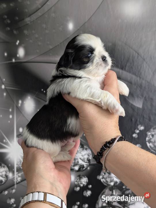 Szczenięta shih tzu z genem blue Zawiercie