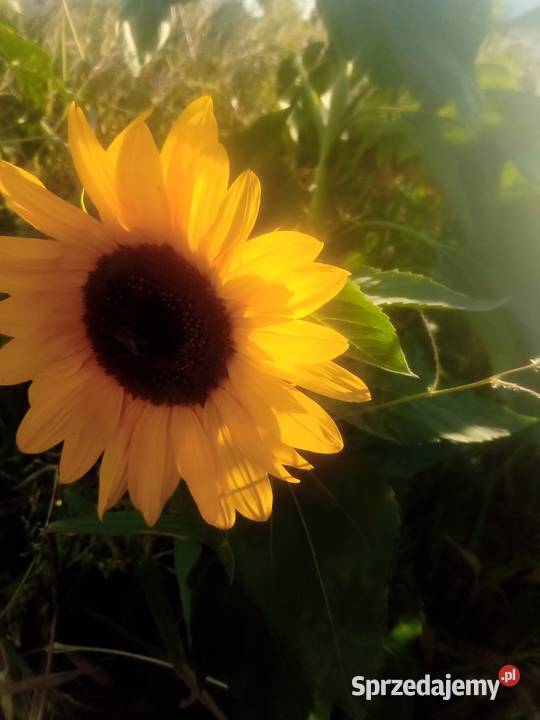 Słonecznik kwiat mazowieckie Jasionka sprzedam