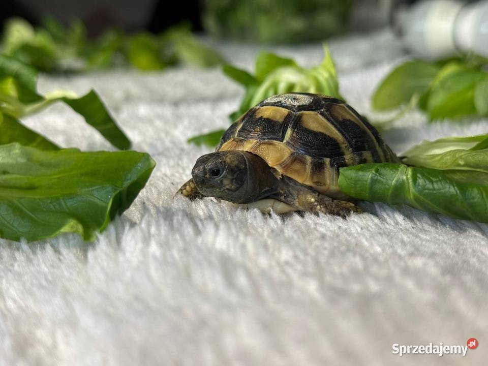 Sprzedam żółwie Warszawa