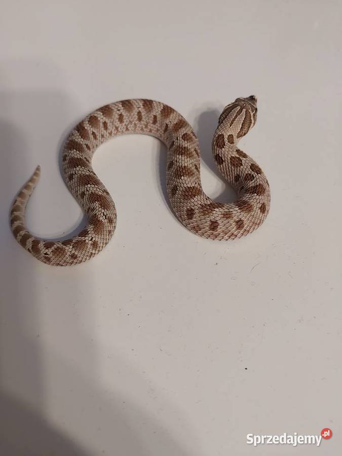 Heterodon zachodni Reda sprzedam