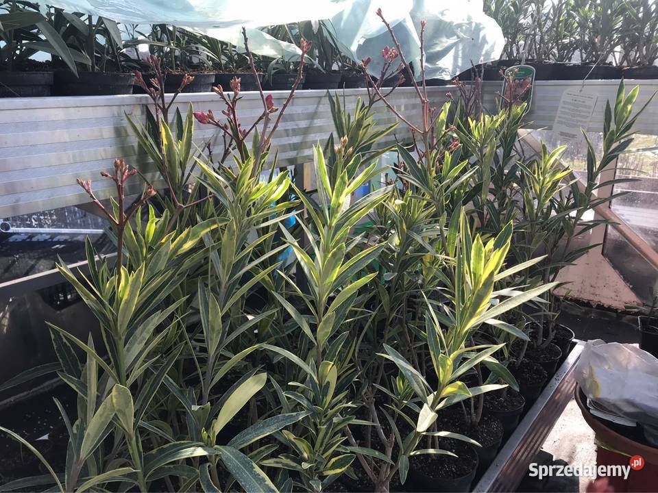 Oleander kremowy Skawina