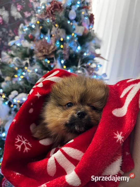 szpic miniaturowy pomeranian Krosno sprzedam