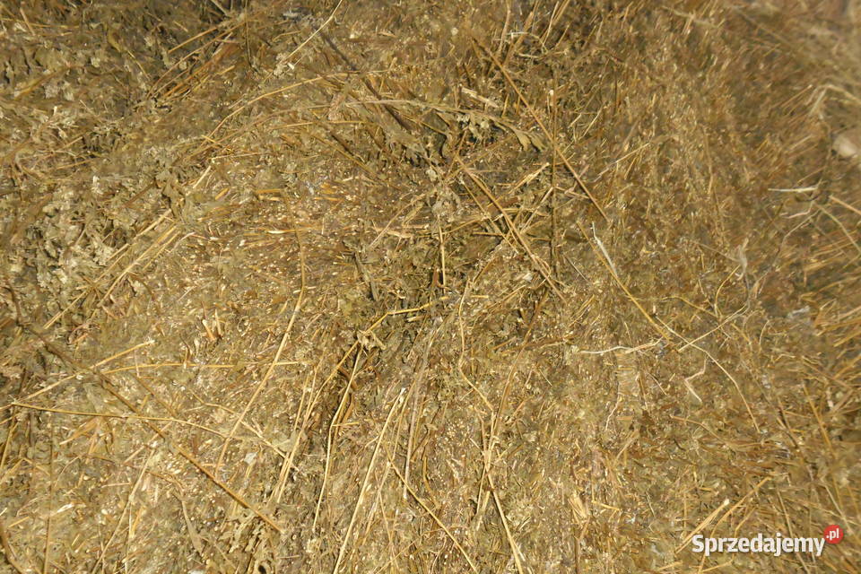 Kiszonka z lucerny baloty Pozostałe Pierzchnica