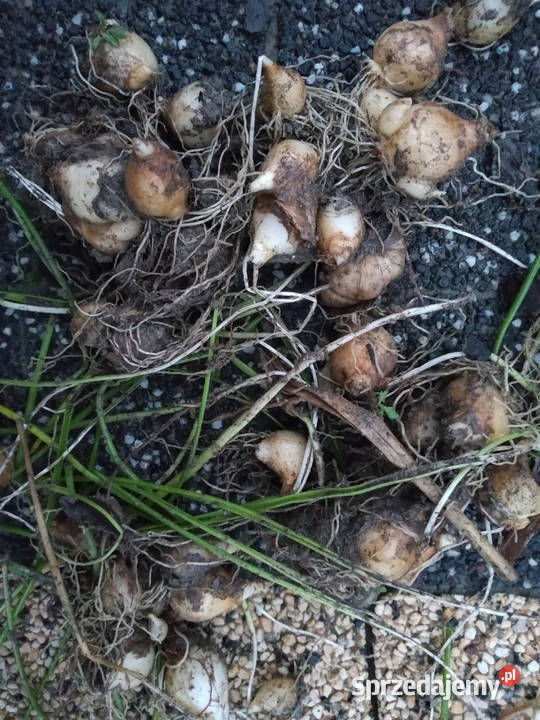 Śpioszek cebulki 1 Rośliny sprzedam