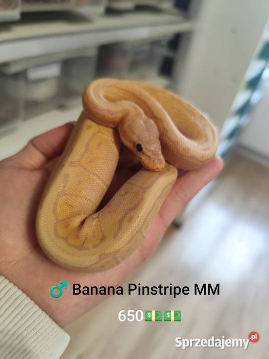 Pytony Królewskie tegoroczne Zwierzęta