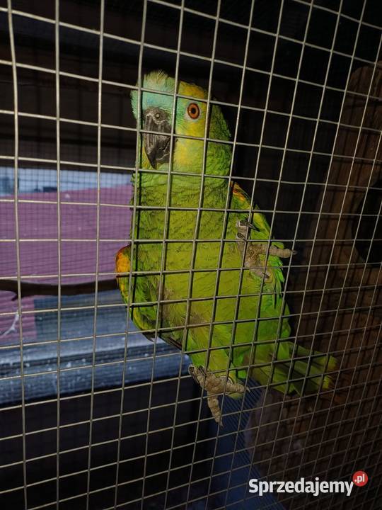 Amazonka niebieskoczelna Łańce