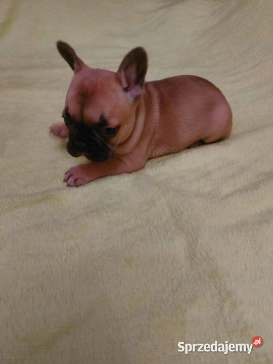 Śliczne szczeniaki buldogi francuskie Suczki mazowieckie Legionowo sprzedam