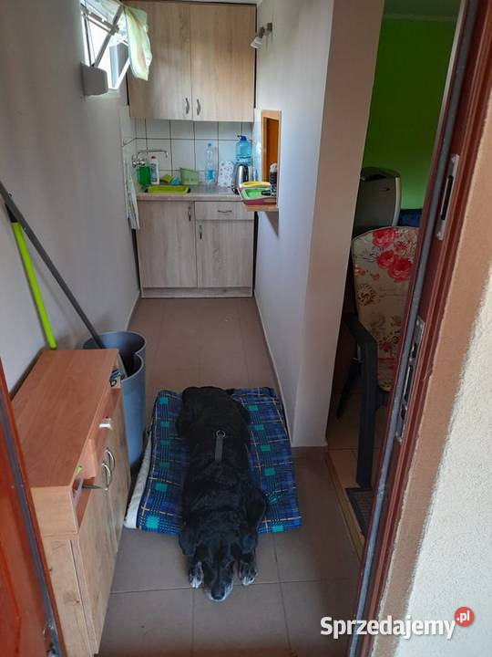 Sprzedam działkę ROD w Koninie ŚWIĘTOJAŃSKIEJ Konin