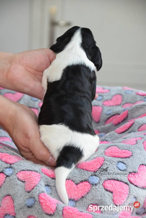 Cocker Spaniel Angielski szczenięta FCI Nowy Sącz