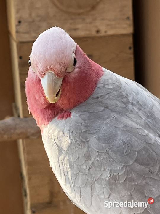 Kakadu Różowe szczepiące na Lutino Sztum
