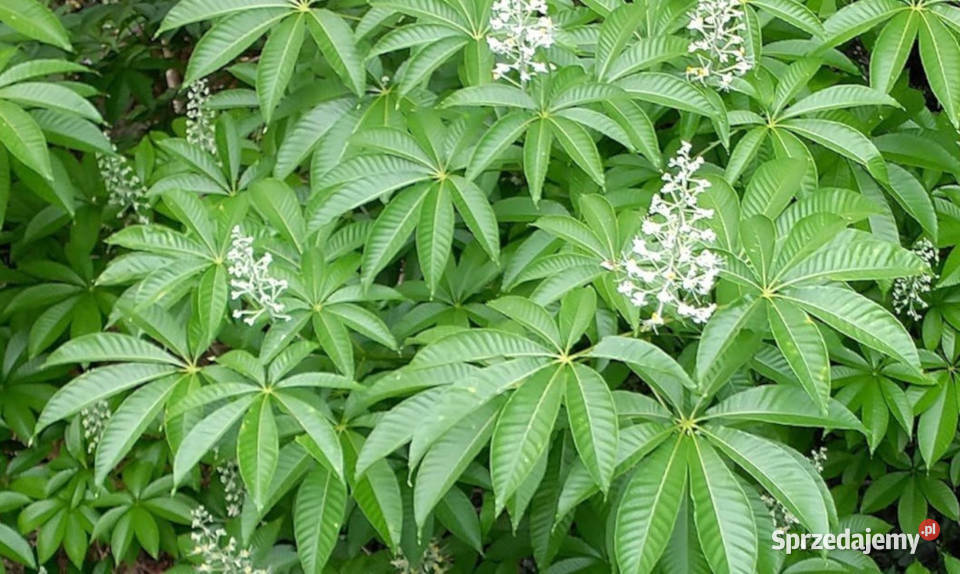 KASZTANOWIEC ASSAMICA Aesculus assamica NASIONA Nasiona Lubanie
