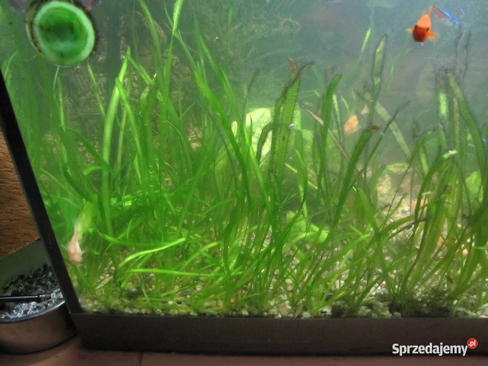 Trawka nurzaniec kujawsko-pomorskie Toruń