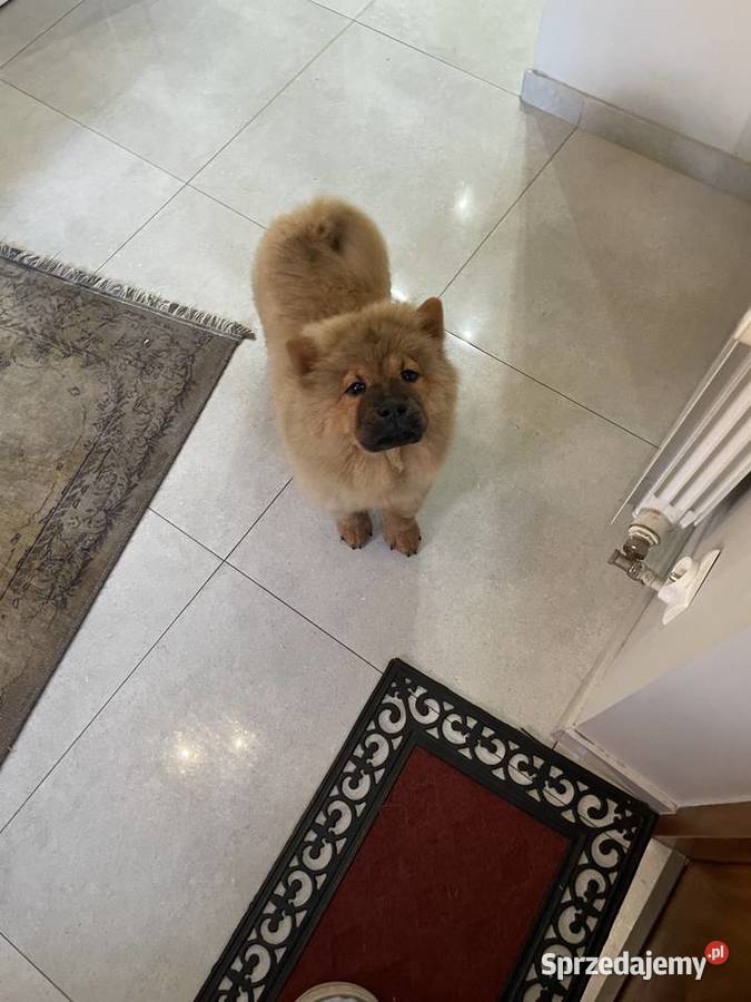Uroczy misio Chow Chow suczka sczeniak