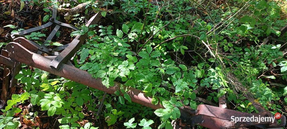 Brony 12 Jelenia Góra