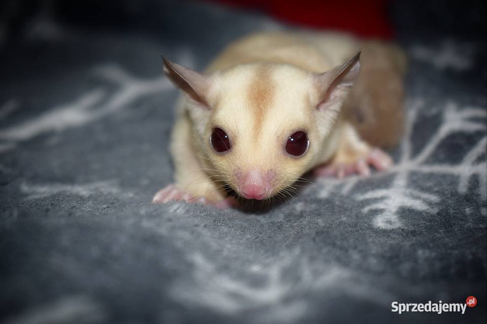 Lotopakanka lotopałanki sugar glider Wrocław