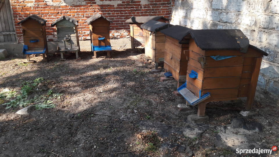 ule z pszczołami Warszawskie zwykłe pasieka 50 Bydgoszcz