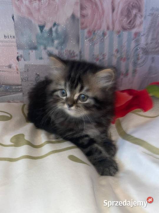 Kot perski kocurek pręgowany z rodowodem Zwierzęta Gliwice