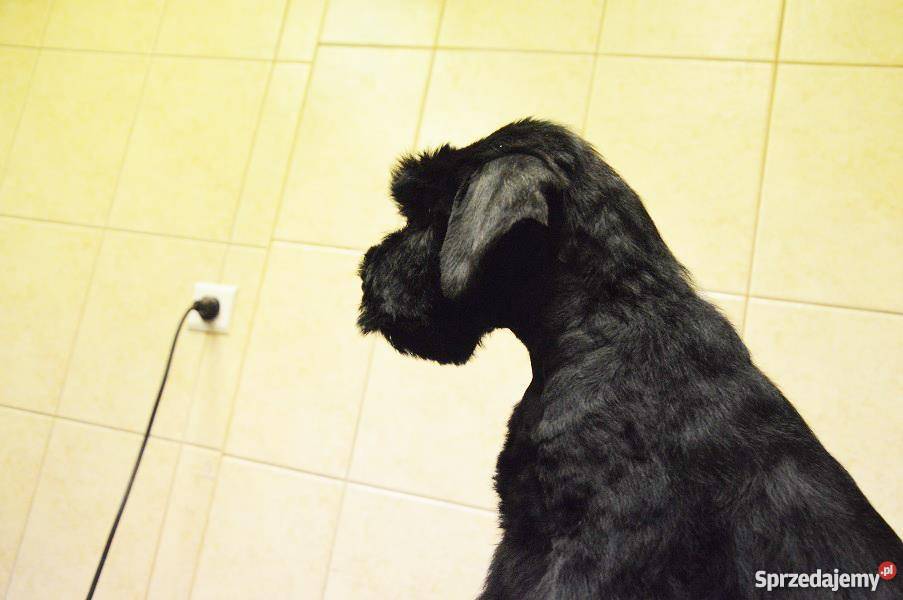 Sznaucer Olbrzym Czarny FCI Psy zachodniopomorskie Szczecin