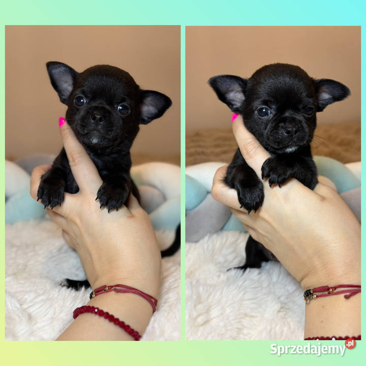 Piesek czarny krótkowłosy chihuahua badania DNA Chihuahua łódzkie Bełchatów sprzedam