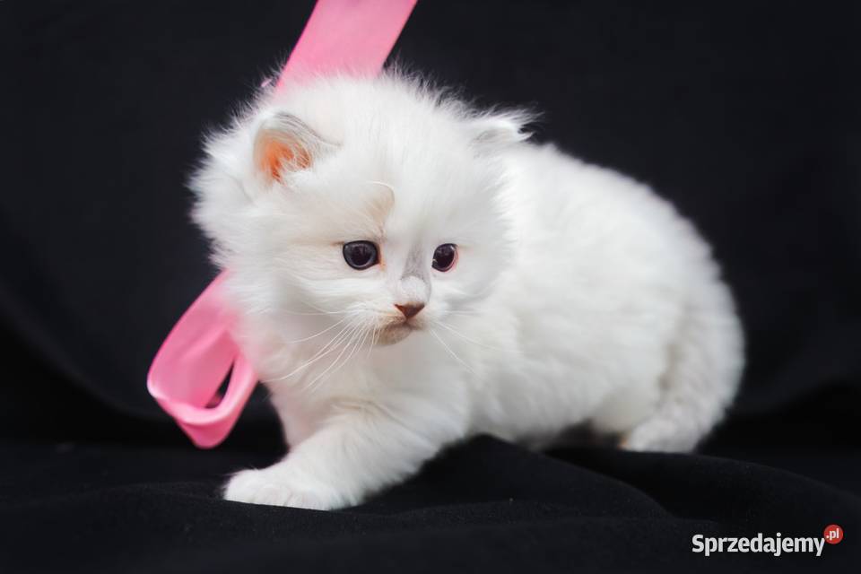 Piękna koteczka ragdoll Nidzica