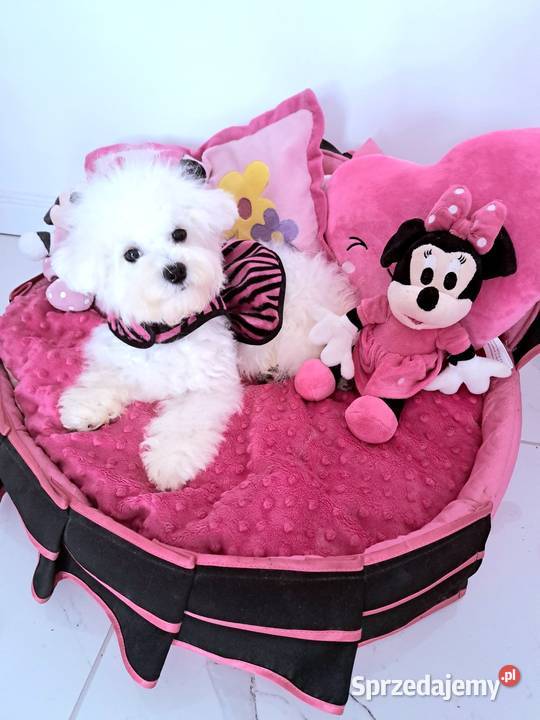 hodowla bichon frise oferuje szczenięta z Chojnice