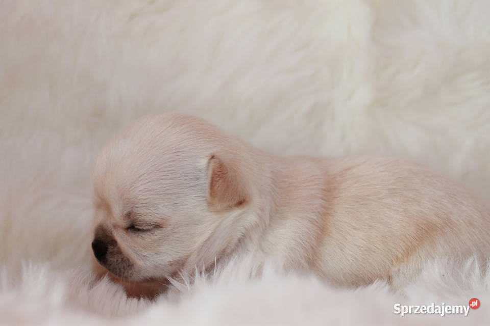 Chihuahua długowłosy chłopiec ZKwP FCI z Świnoujście