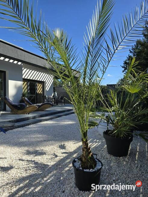 Sprzedam Dom wolnostojący Sprzedaż Kuligów