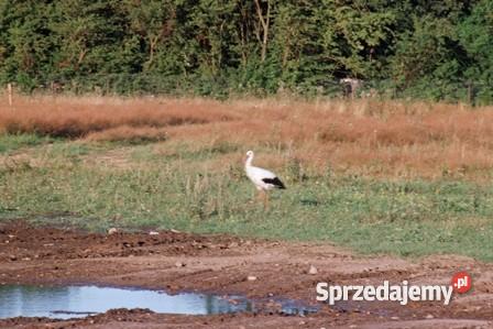 Do Budowlana pod lasem 20 Gdańska Czerniewo