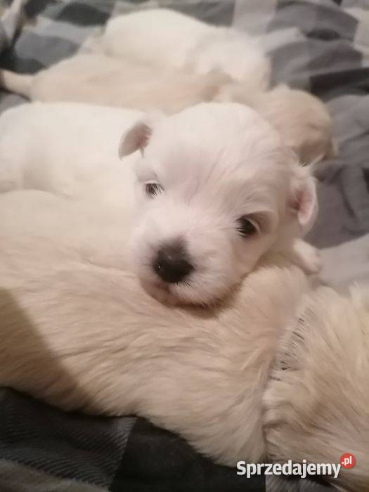 Przepiękne maltańczyki z rodowodem Mysłowice