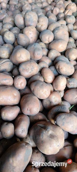 Ziemniaki jadalne bellarosa lubelskie Zamość