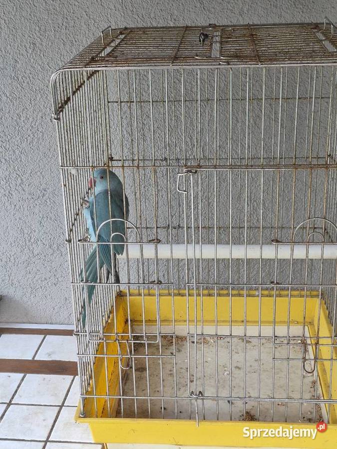Papuga Aleksandreta z klatkom Sątopy