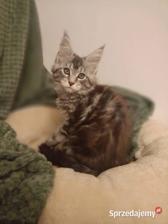 Kotka Maine Coon rodowód FPL Bytom Odrzański sprzedam