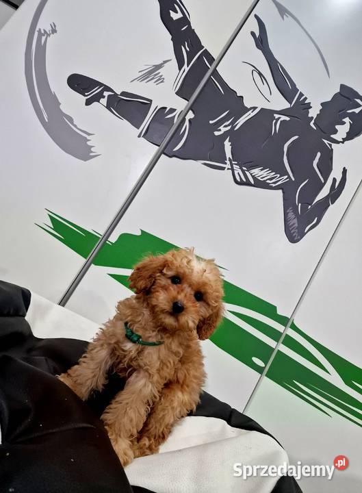 Pudelek szuka domku Jasło