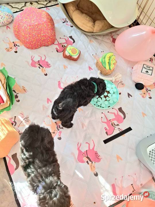 Shihpoo szczenięta szczenię Cavapoo Cocapoo Krasne
