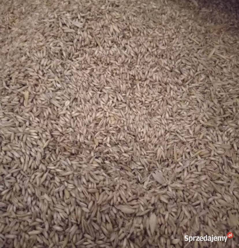 Owies bezłuskowy Łączany sprzedam