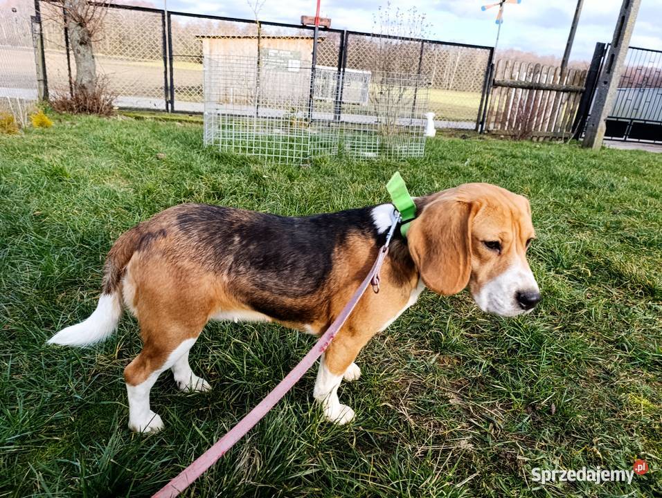 Beagle tricolor suczka