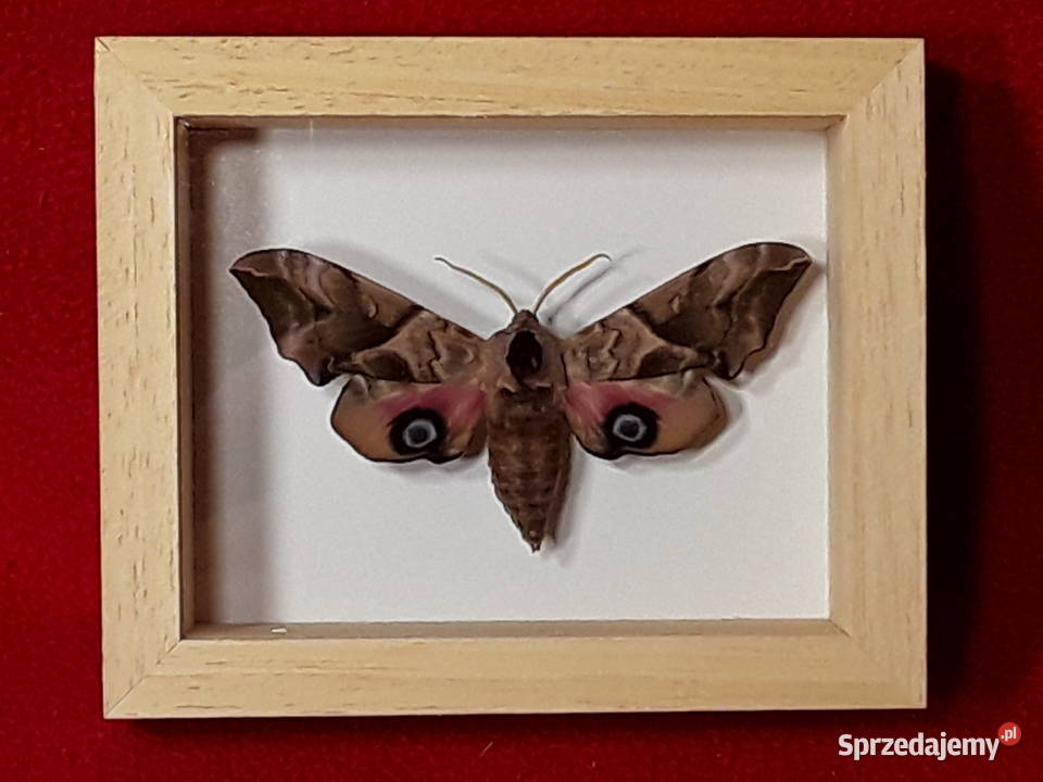 Motyl w ramce 10x8 Smerinthus ocellatus 70 mm zachodniopomorskie sprzedam