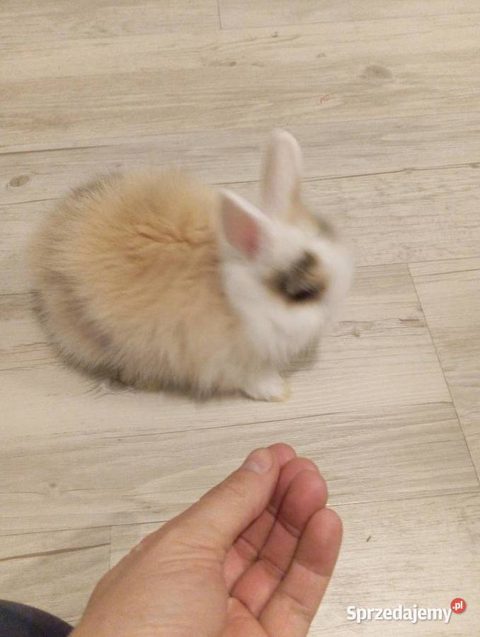 Królik miniaturka Pasym