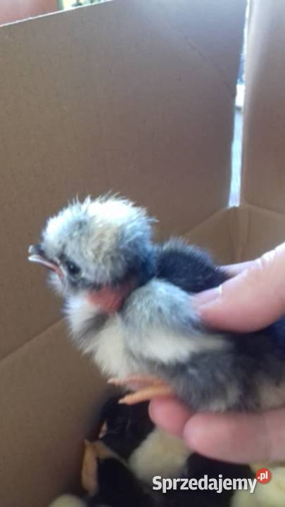 Sprzedam drub Krasnopol