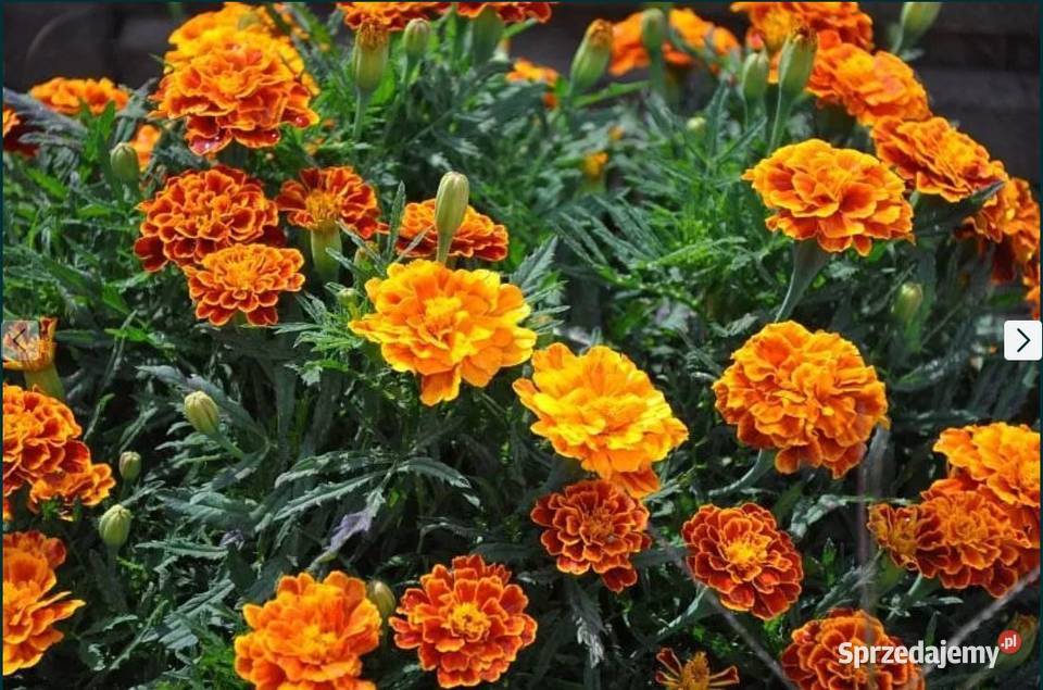 Aksamitka Poplon Przedplon Nasiona Hurt