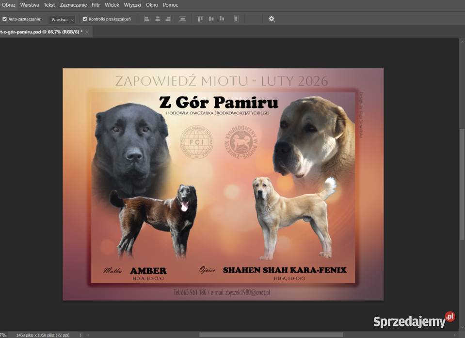 Owczarek Środkowoazjatycki zapowiedź miotu Konin sprzedam