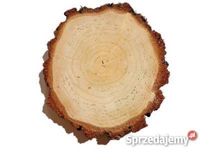 Plastry drewniane krążki brzoza 2528 szlifowane Rybnik