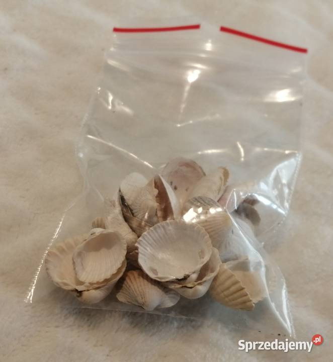 Zestaw Muszli 27 2 72 Kreatywne Czeladź