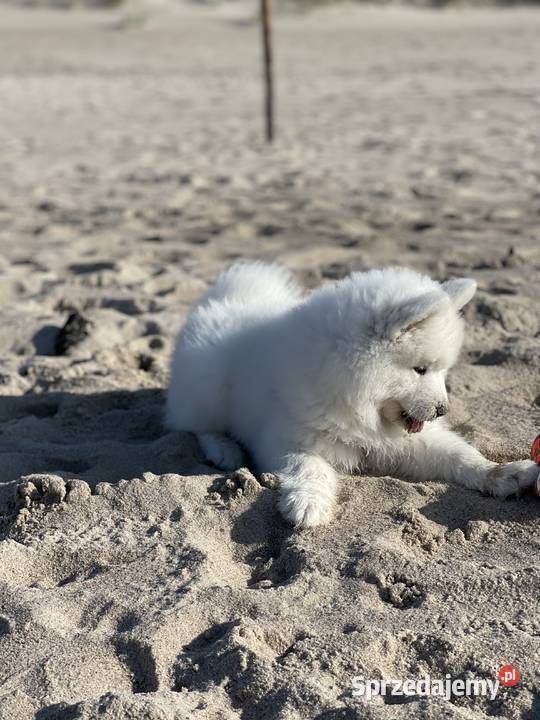 Samoyed suczka Koszalin