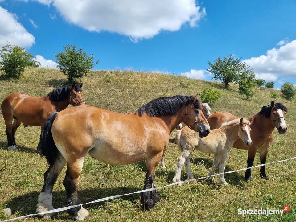 Likwidacja stada koni zimnokrwistych Zwierzęta warmińsko-mazurskie Kiliany sprzedam