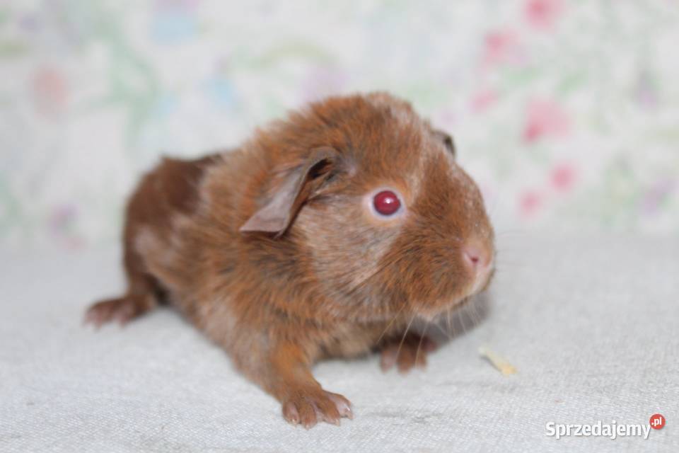 Świnka morskaświnki morskie cavia domowa sprzedam