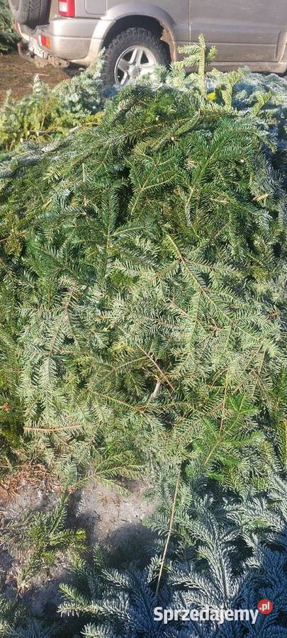 Drobne gałązki Stroisz Jodła pospolita mazowieckie Osuchów