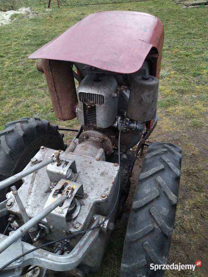 Sprzedam dzika 21 Przeworsk